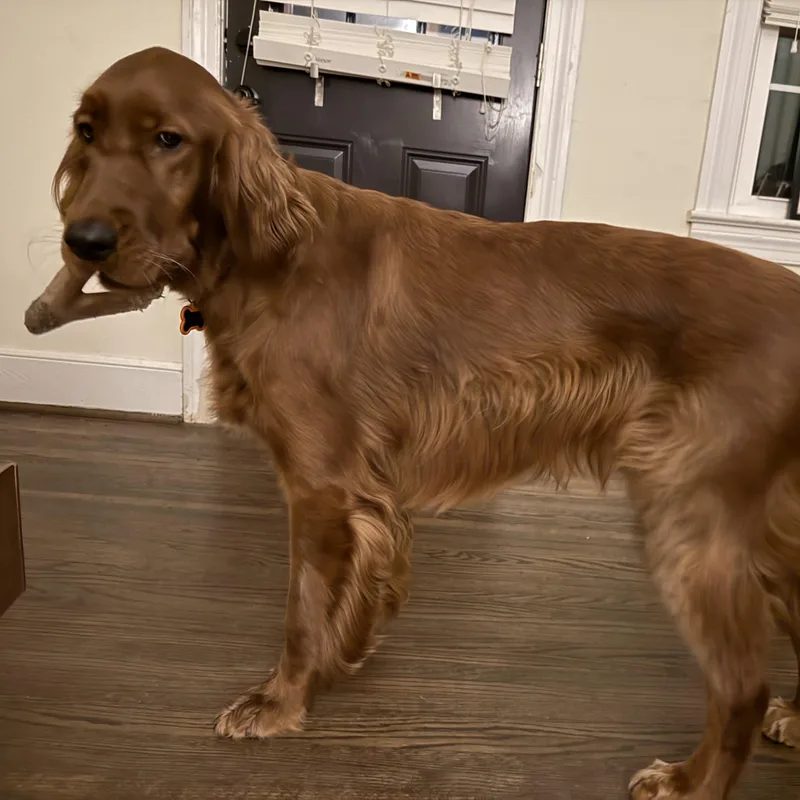 Seamus thumbnail 2
