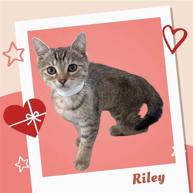 Riley