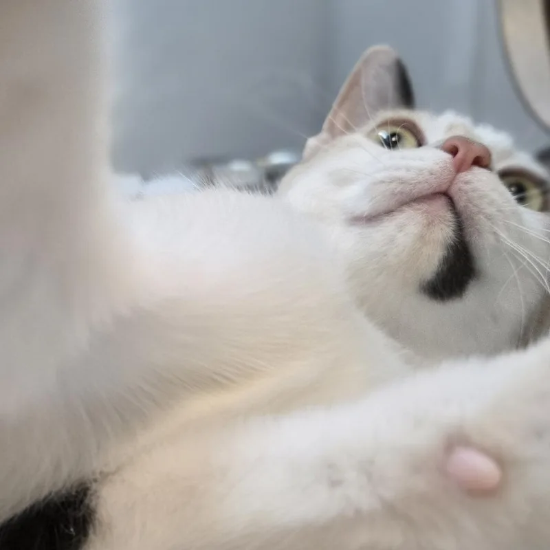 A baby small-sized female Domestic Short Hair cat named Miffy for adoption in Pittsburgh, PA