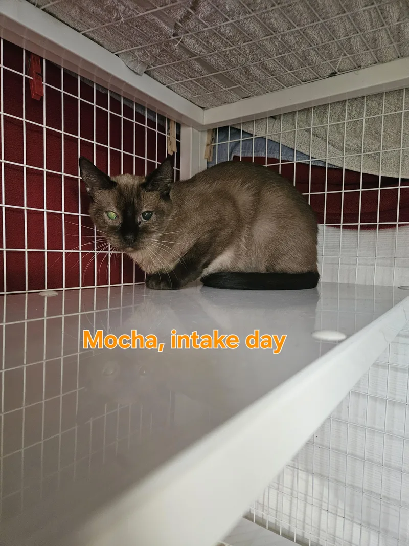 Mocha