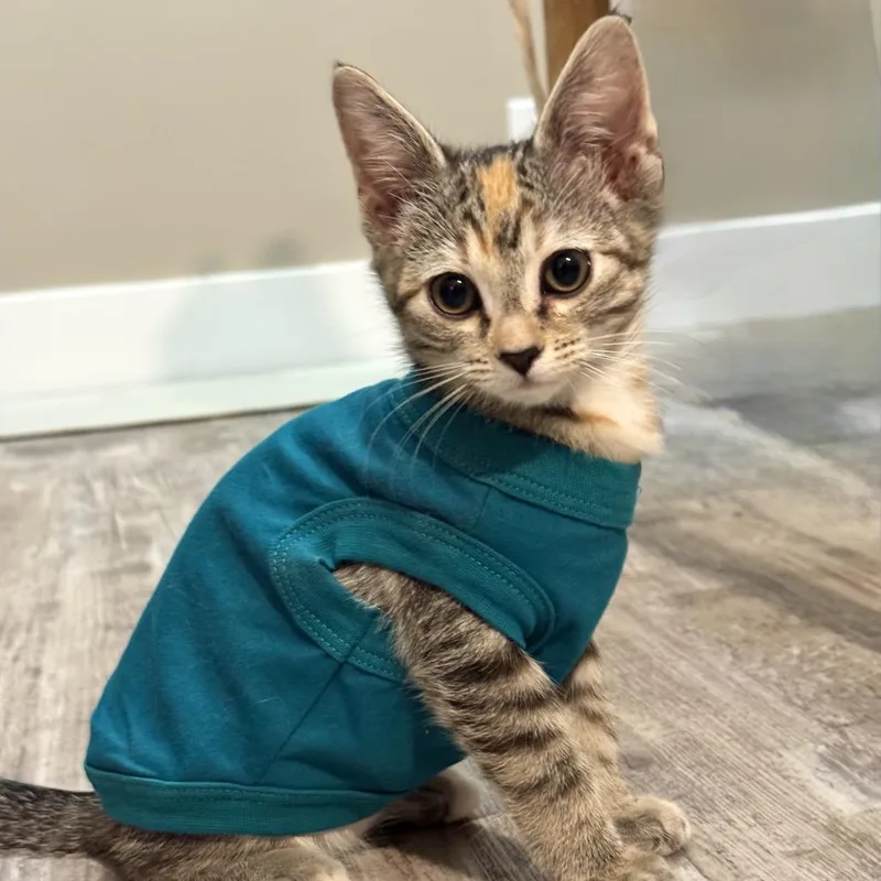 A baby small-sized female Brown / Chocolate Domestic Short Hair cat named Lolita for adoption in Jupiter, FL