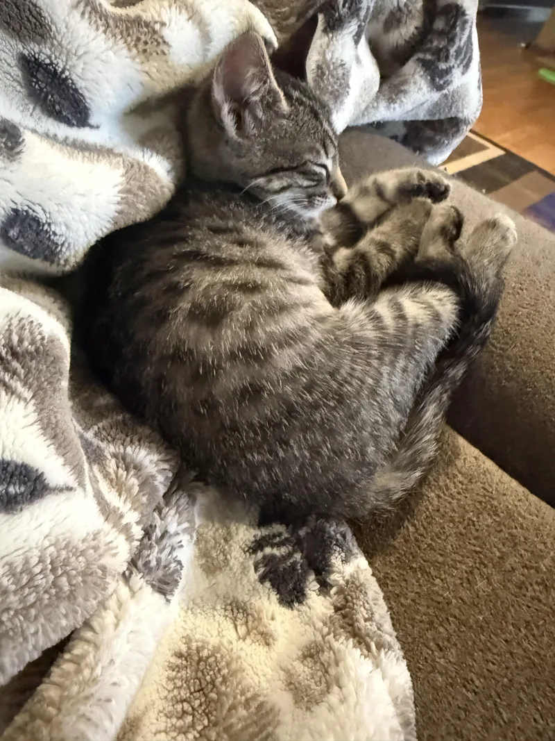 A young medium-sized female Domestic Short Hair cat named Athena for adoption in Tracy, CA