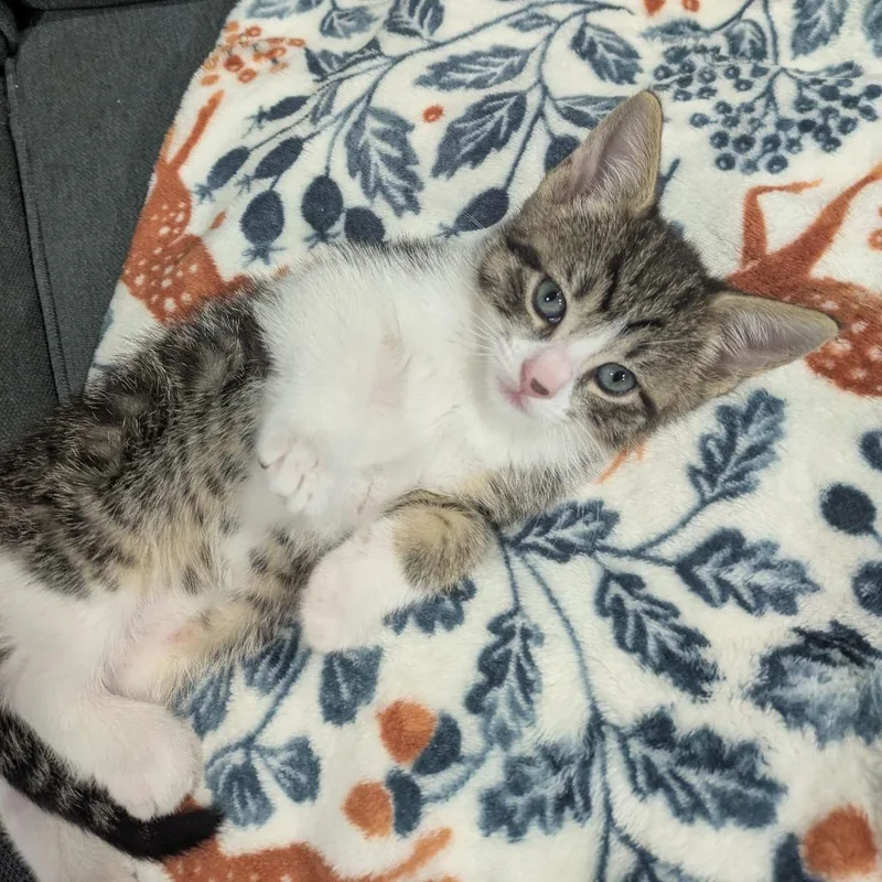 A baby small-sized female Brown / Chocolate Domestic Short Hair cat named Falafel for adoption in Middle Village, NY