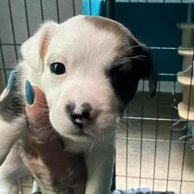 A baby small-sized male Brown / Chocolate Mixed Breed dog named Samberg for adoption in Fredericksburg, VA