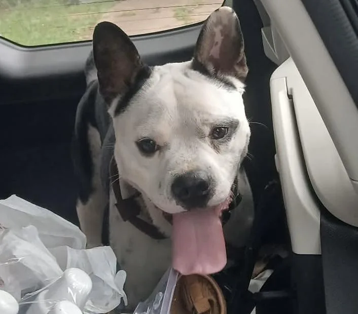 An adult small-sized male Black Boston Terrier dog named Romeo for adoption in Humble, TX