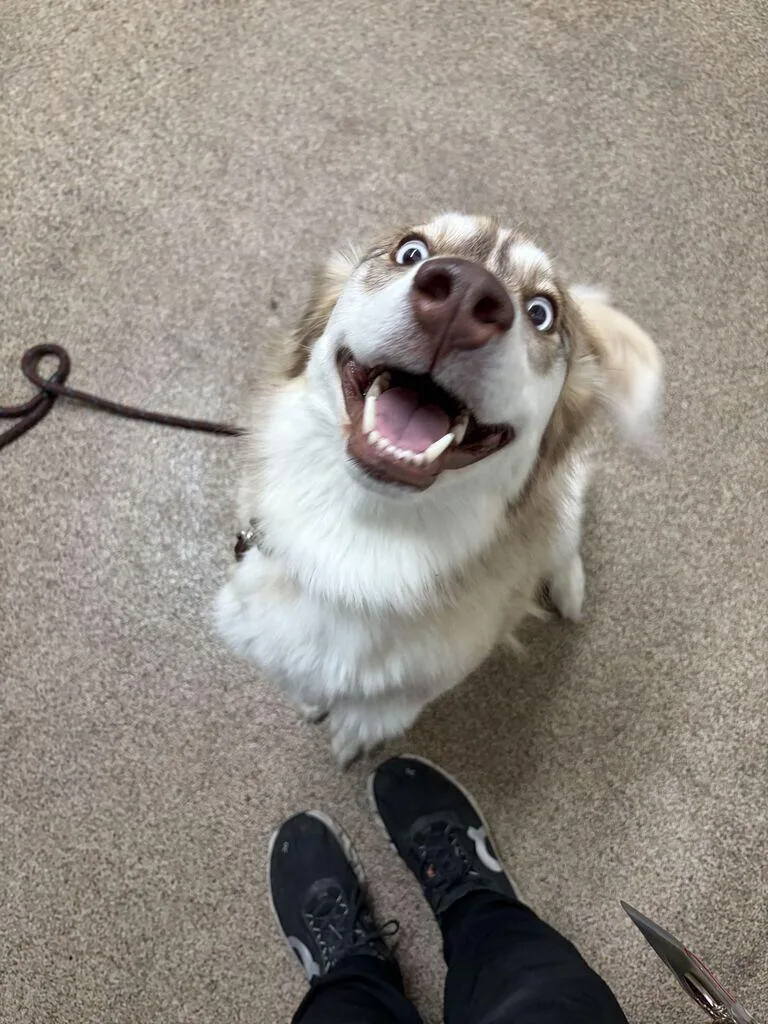 An adult large-sized female White / Cream Husky dog named Sionna for adoption in Fruit Heights, UT