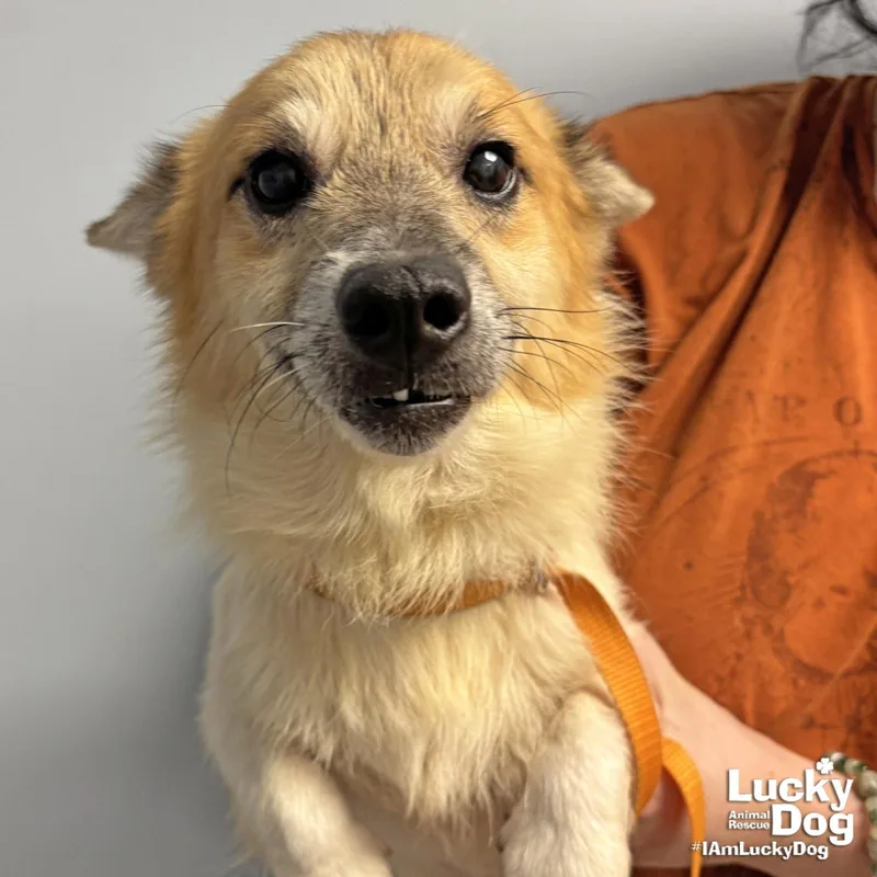An adult small-sized male Corgi dog named Goose for adoption in Washington, DC