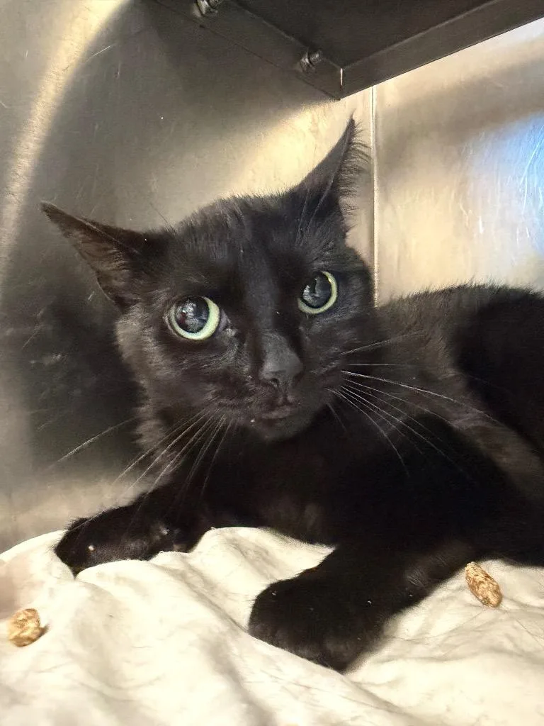 A young medium-sized female Domestic Short Hair cat named Midnight for adoption in Pomona, NY