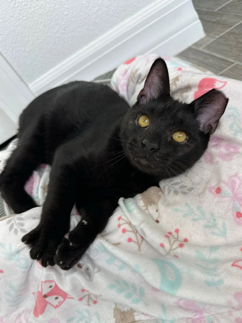 A young medium-sized male Black Domestic Short Hair cat named Stephen for adoption in Orlando, FL