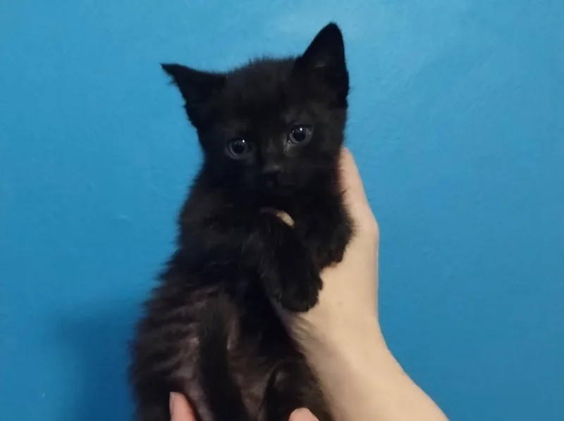 A baby small-sized female Domestic Short Hair cat named Moonglow for adoption in Gorham, ME