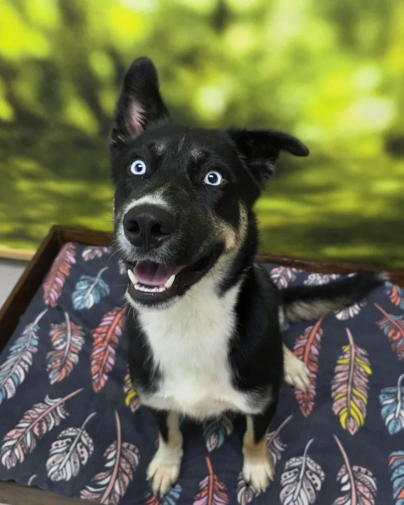 An adult large-sized male Shepherd dog named Lincoln for adoption in Little Rock, AR