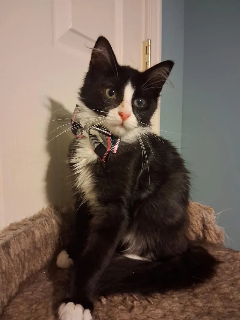 A baby medium-sized male Black & White / Tuxedo Domestic Long Hair cat named Tucker for adoption in Wading River, NY