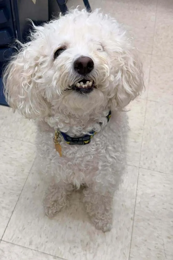 An adult small-sized female White / Cream Bichon Frise dog named Sweetie Pie for adoption in TULSA, OK