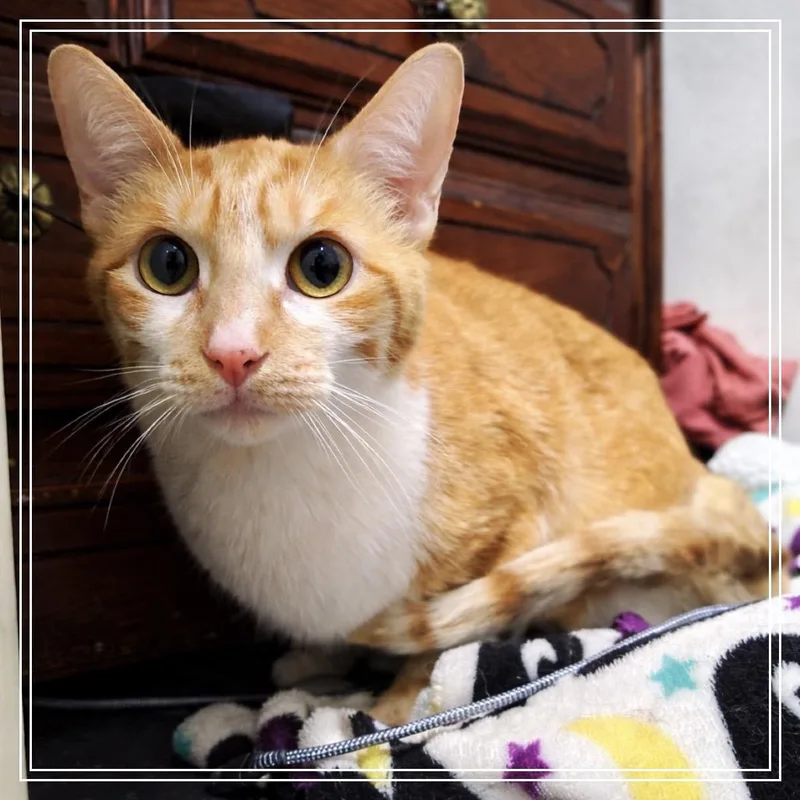 A senior small-sized male White Domestic Short Hair cat named Tim Tim for adoption in Monroe, MI