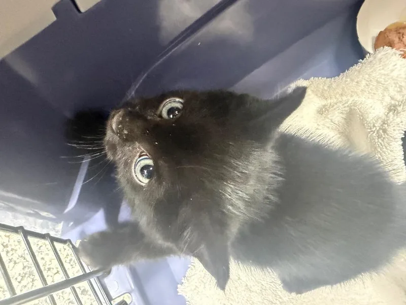 A baby medium-sized male Domestic Short Hair cat named Thiago for adoption in Pomona, NY
