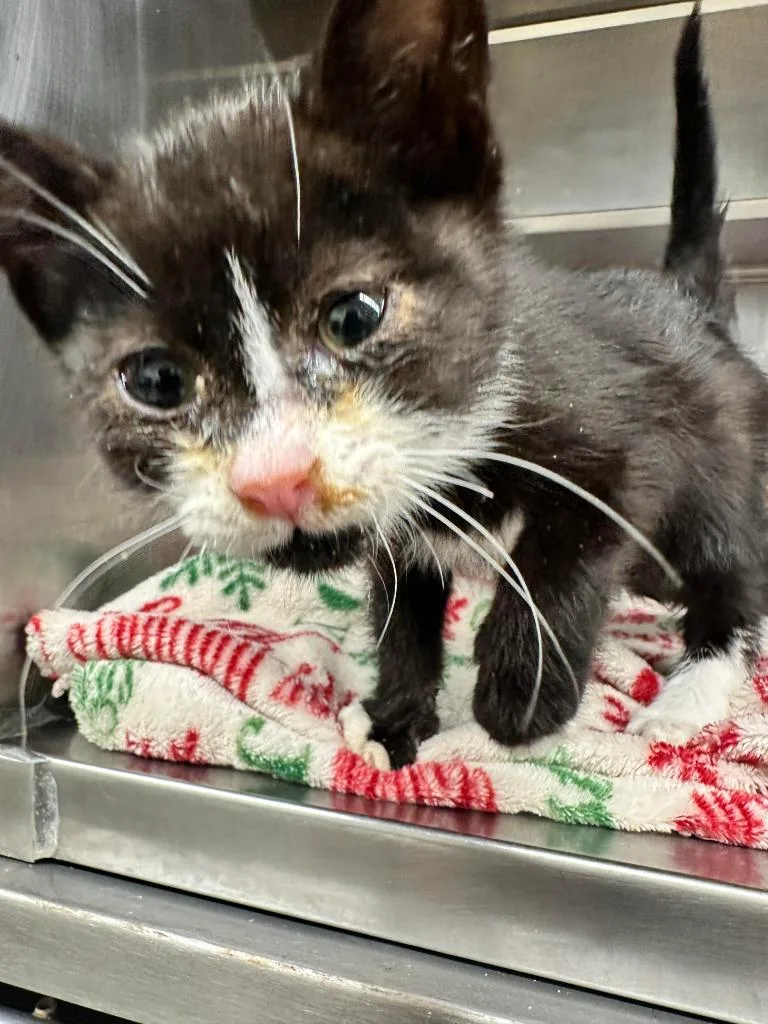 A baby small-sized female American Shorthair cat named Bianca for adoption in Sidney, NY