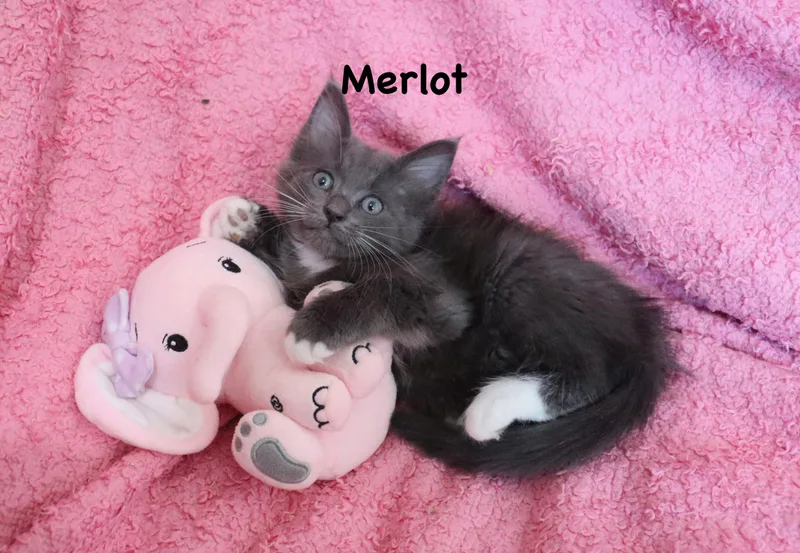 A baby medium-sized female Gray & White Maine Coon cat named Merlot for adoption in Saint Augustine, FL