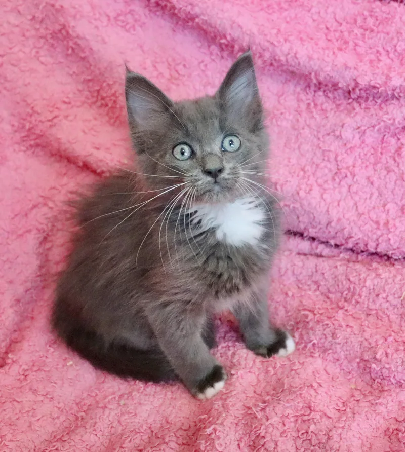 Merlot thumbnail 2