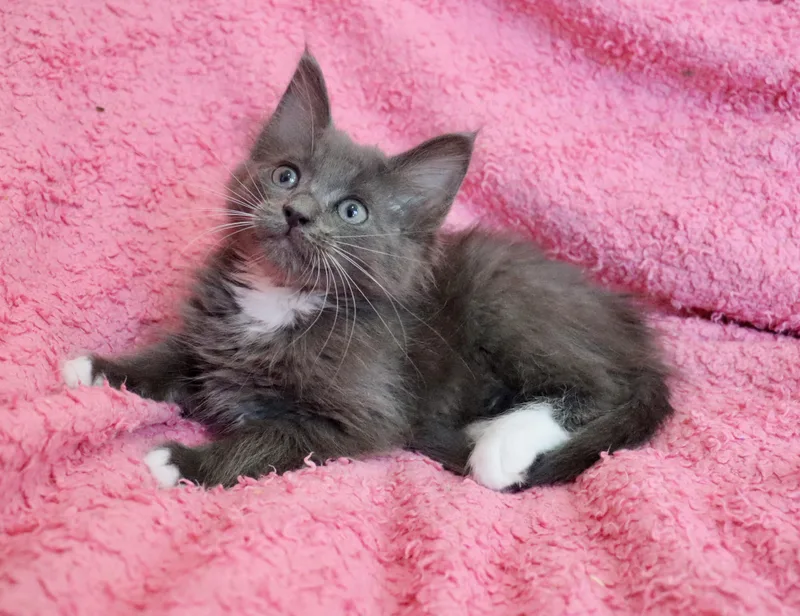Merlot thumbnail 3
