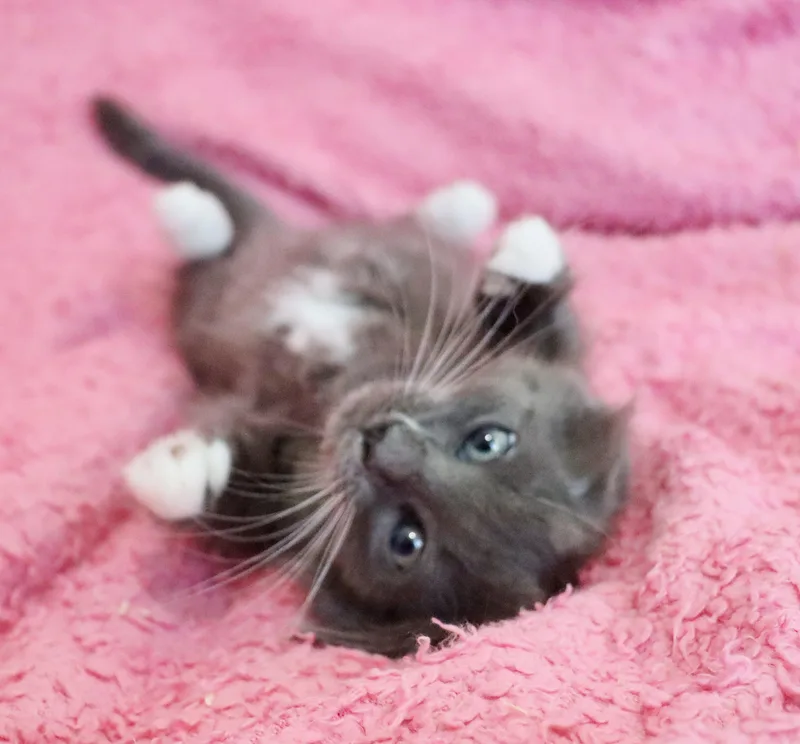 Merlot thumbnail 4