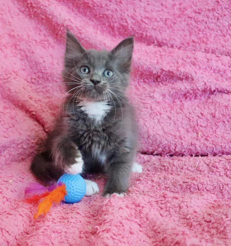 Merlot thumbnail 5