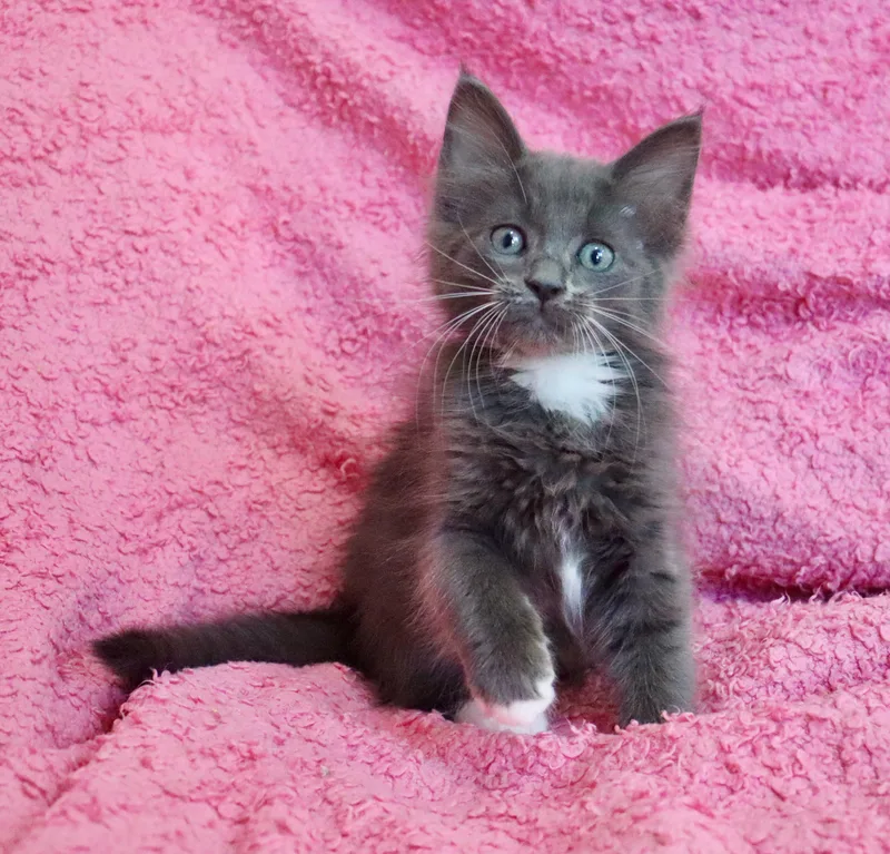 Merlot thumbnail 6