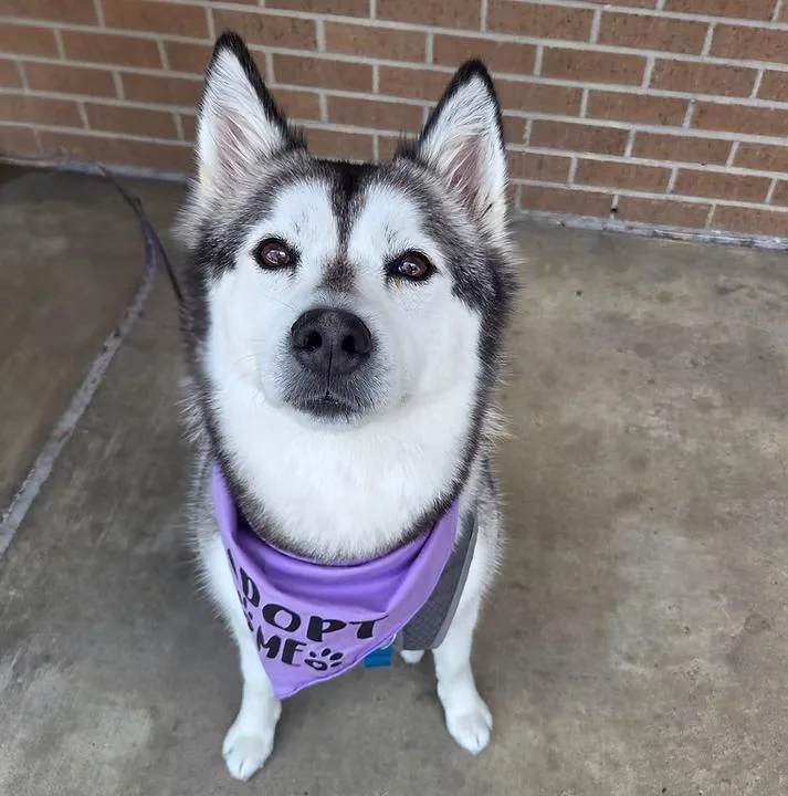 An adult medium-sized female Husky dog named Stormy for adoption in Anna, TX