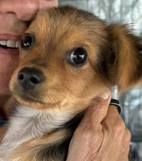 A baby small-sized male Tricolor (Brown, Black, & White) Mixed Breed dog named Yogi for adoption in Santa Rosa, CA