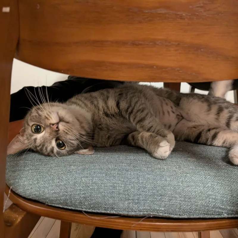 Cutie Pie thumbnail 2