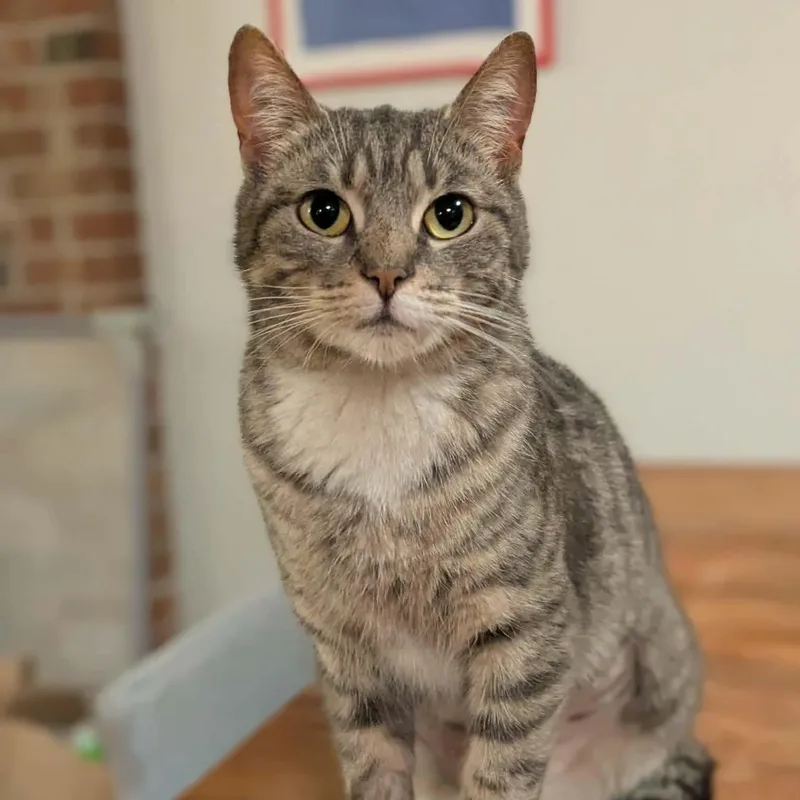 Cutie Pie thumbnail 3