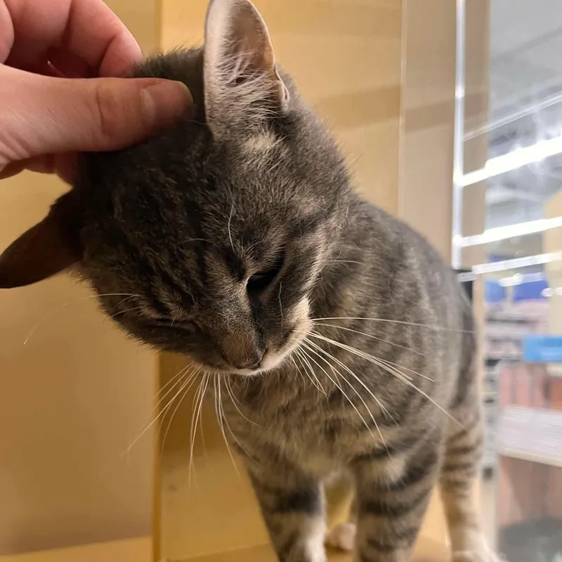 Cutie Pie thumbnail 4