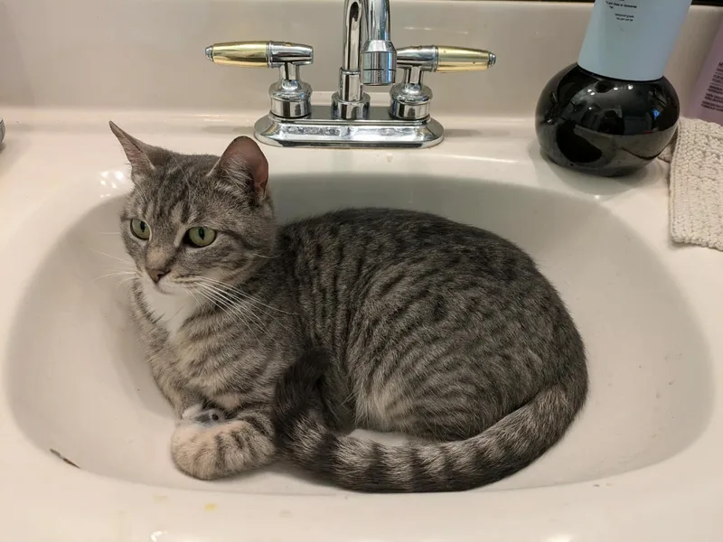 Cutie Pie thumbnail 5