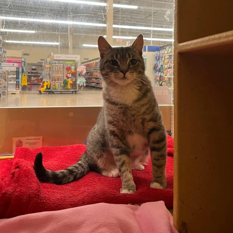 Cutie Pie thumbnail 6