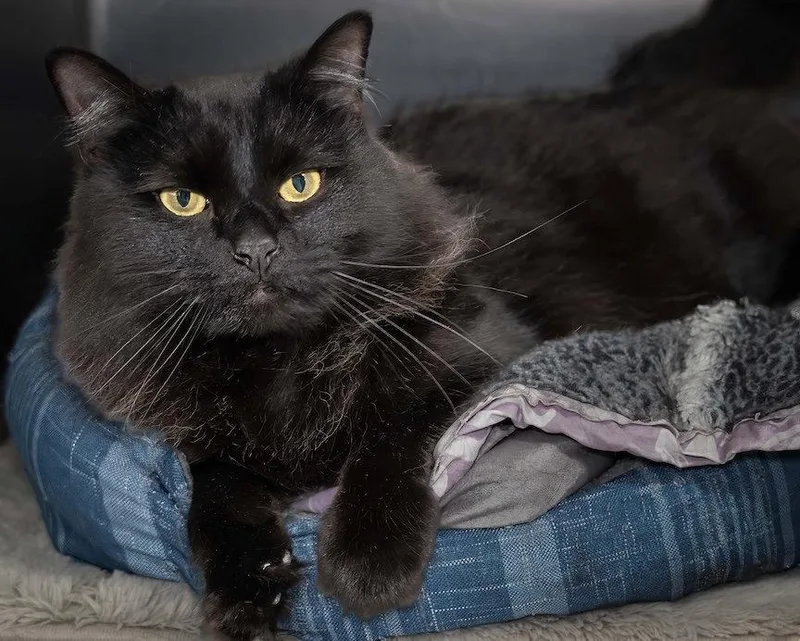A young medium-sized male Black Domestic Long Hair cat named Skully for adoption in Wilmington, NC