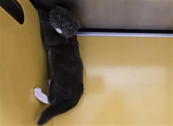 A baby small-sized male Domestic Short Hair cat named Maercury for adoption in Los Angeles, CA