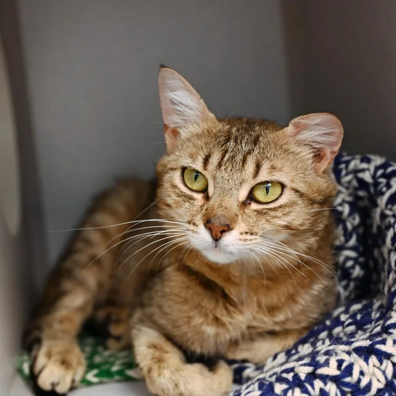 A young medium-sized female Domestic Short Hair cat named Marsha for adoption in Shoreline, WA