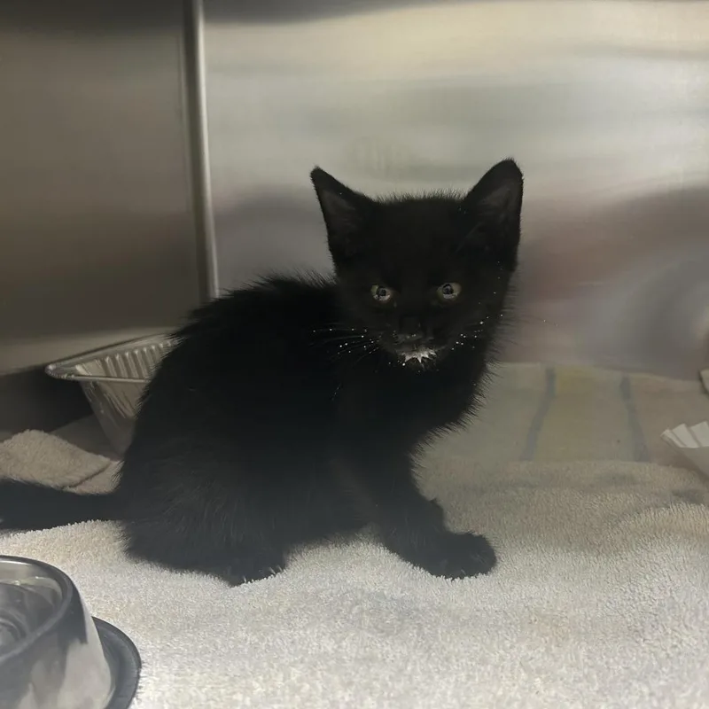 A baby small-sized male Black Domestic Short Hair cat named Hamilton for adoption in Asheville, NC