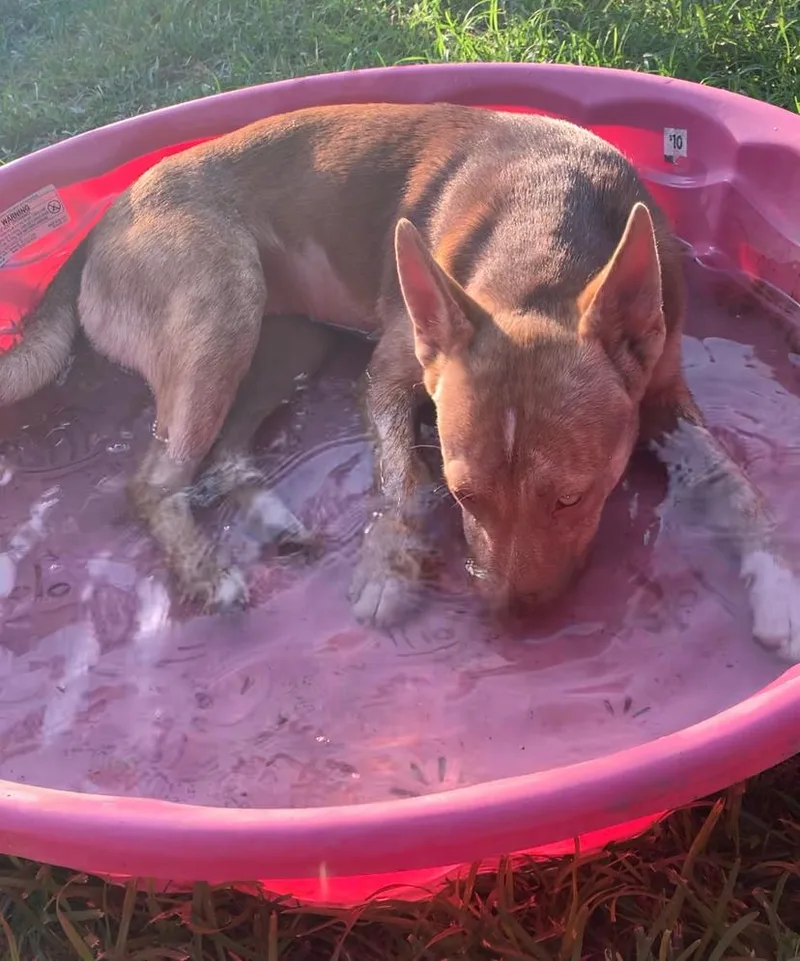 A young medium-sized female Australian Kelpie dog named Peanut for adoption in Comanche, TX