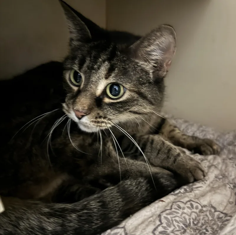 Lemon Cookie thumbnail 2