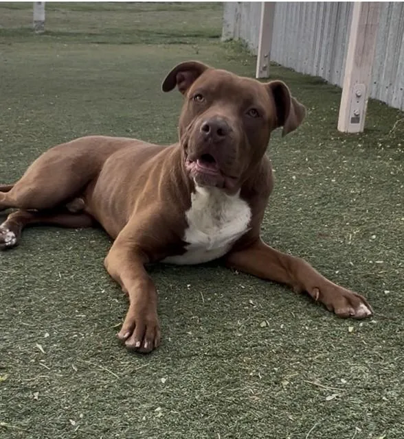A young large-sized male Pit Bull Terrier dog named Tucker for adoption in Castaic, CA
