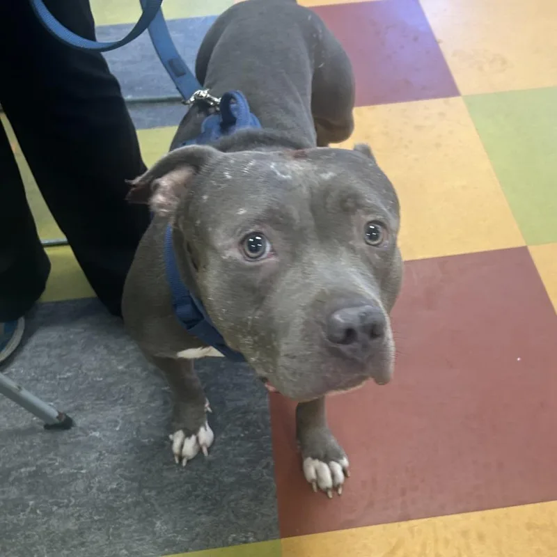 An adult medium-sized male Gray / Blue / Silver Pit Bull Terrier dog named Kane for adoption in Philadelphia, PA