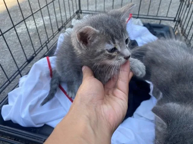 A baby small-sized male Domestic Short Hair cat named Ari for adoption in Garland, TX