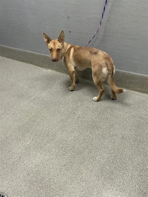 A young medium-sized male Australian Kelpie dog named Goldpaws for adoption in Las Vegas, NV