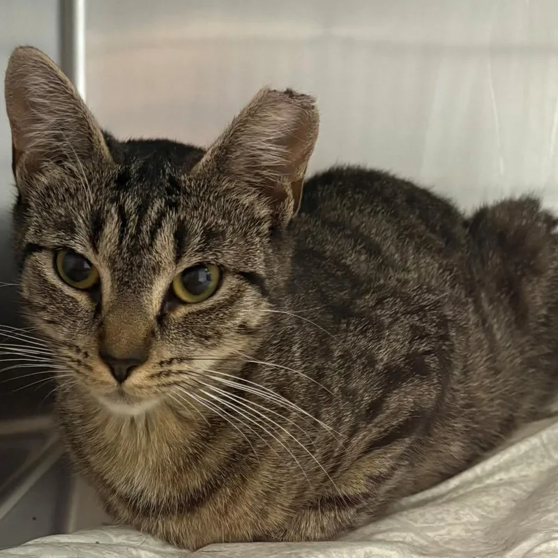 A young medium-sized female Brown / Chocolate Domestic Short Hair cat named Catamari for adoption in East Hanover, NJ