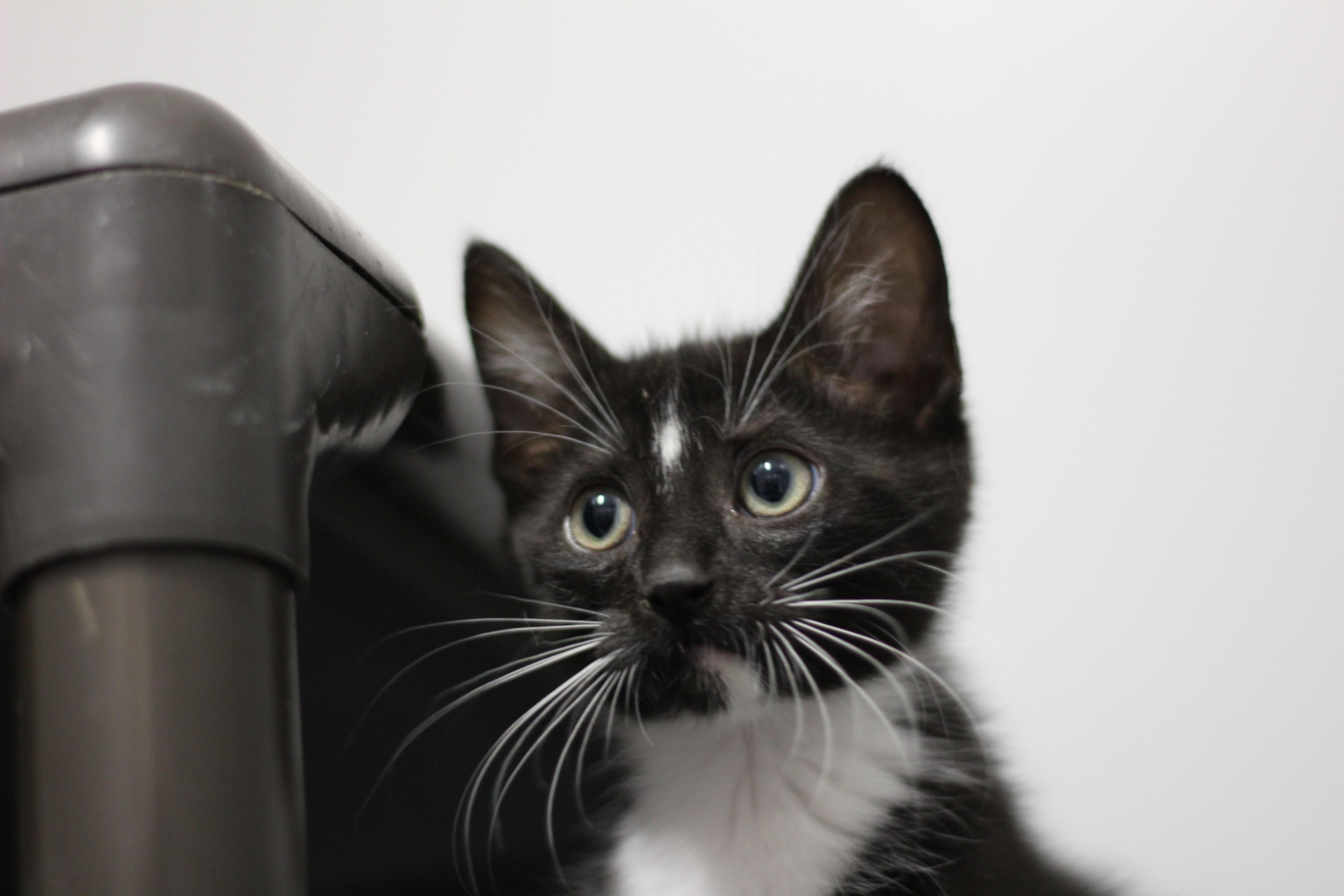 A baby medium-sized male Tuxedo cat named WhiteFoot for adoption in Rockford, IL