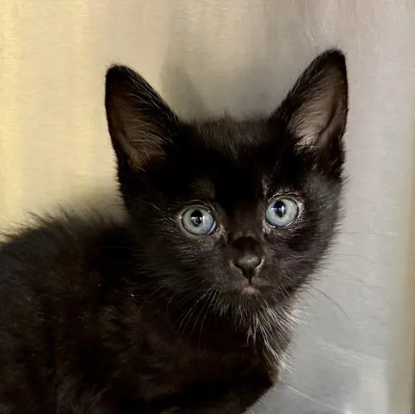 A baby small-sized female Domestic Short Hair cat named Grim for adoption in Walnut Creek, CA