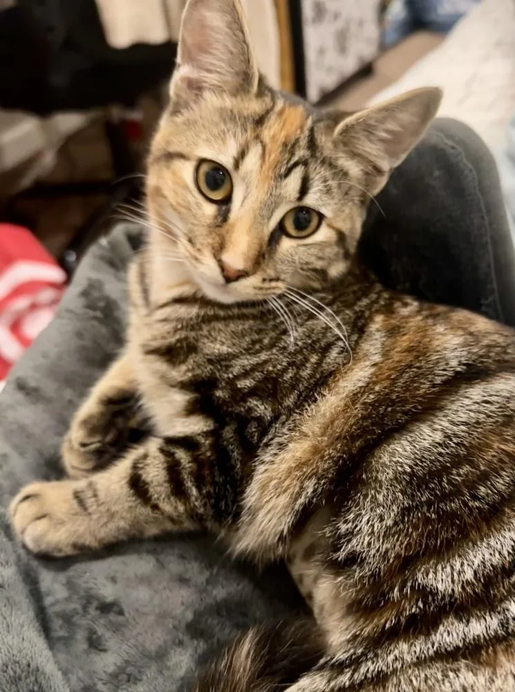 A baby small-sized female Tabby cat named GoT: Ceresei Lannister for adoption in Warren, CT