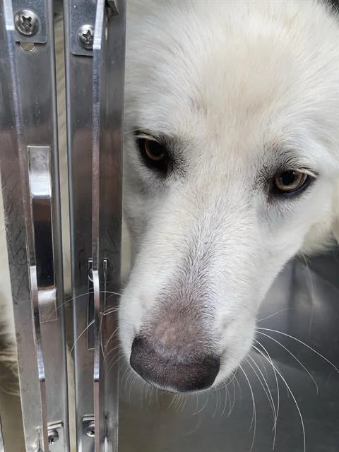 A young large-sized female Mixed Breed dog named Momma for adoption in Dallas, TX
