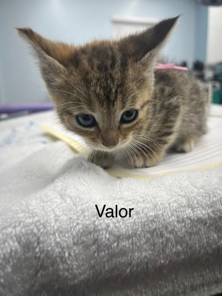 A baby small-sized female Brown / Chocolate Domestic Short Hair cat named Valor for adoption in Hudson, NH