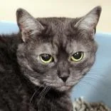 An adult medium-sized female Tabby (Brown / Chocolate) Domestic Short Hair cat named Batts for adoption in Hilliard, OH